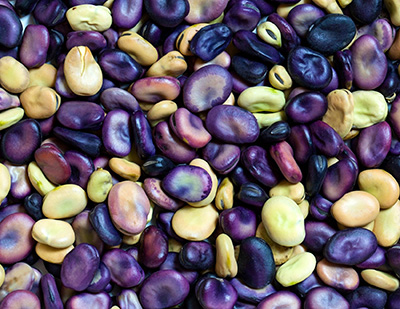Beans Breeding and Selecting Specialty Varieties