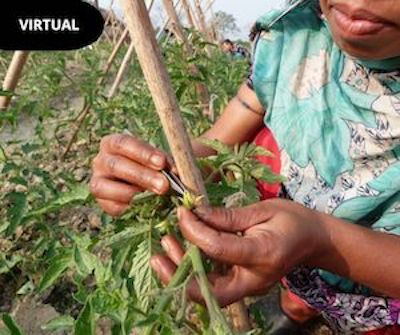 The hidden worlds of hybrid seeds