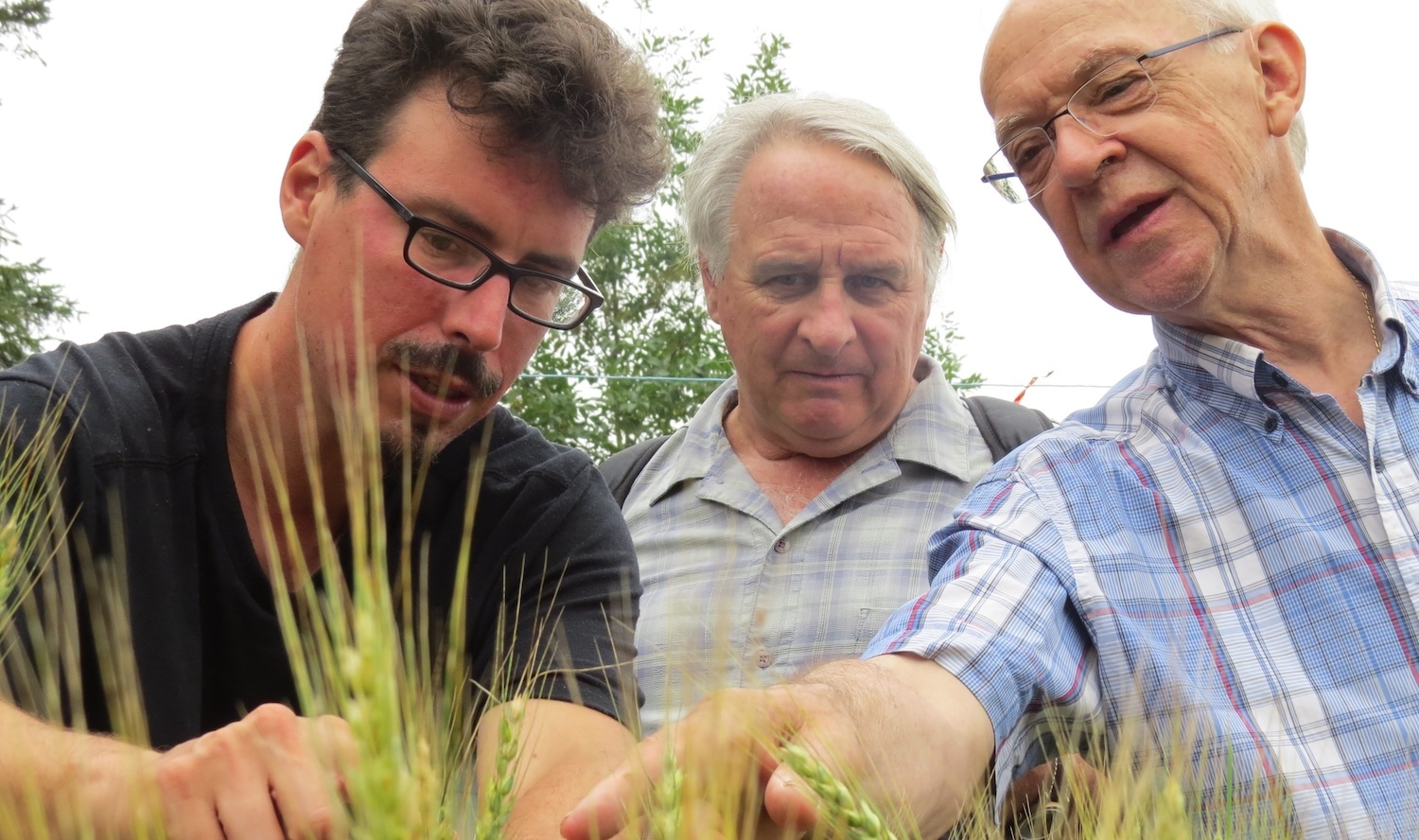 QC Mentoring Plant Breeders